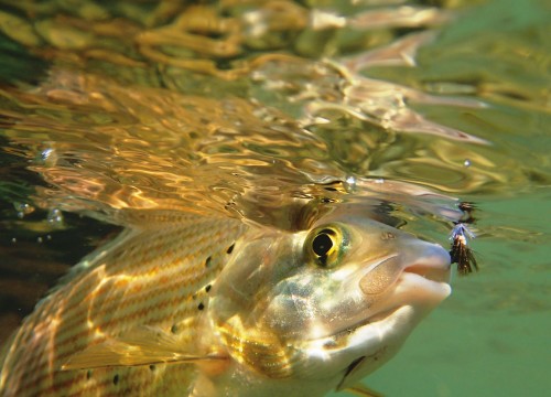 IMG_B8B034-7646F6-F50B5B-057A83-D4B93B-B4AAC0